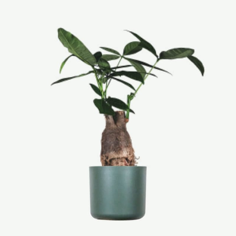 plants-ecommerce-product-featured-img-13