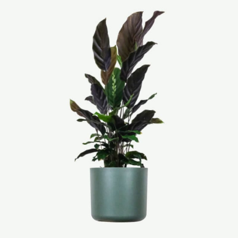 plants-ecommerce-product-featured-img-18